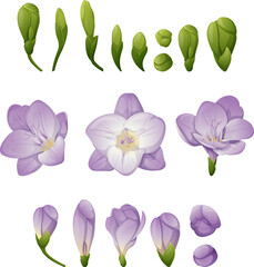 Set of freesia flowers and green buds. Great for postcards, invitation stickers, etc.