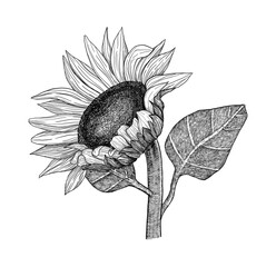 Sunflower. Hand-drawn in vintage style. Graphics. Engraving