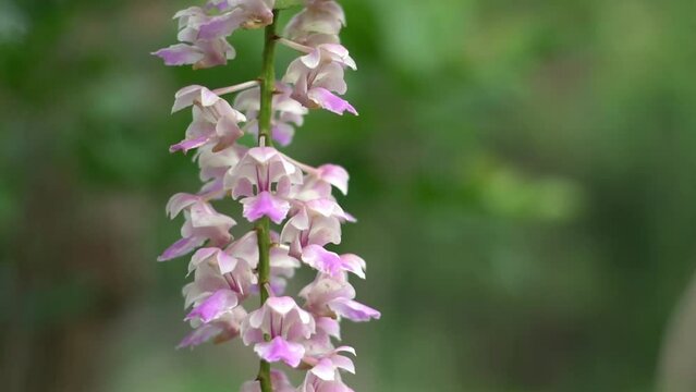The species orchids is Aerides falcata on natural background with perfect environment. Movement camera and focus shift. Activities and garden in holiday.