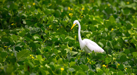 The stork bird flies in the sky. Newborn pregnancy and childbirth concept with space for text. White stork close-up. Heron walking on a green meadow.