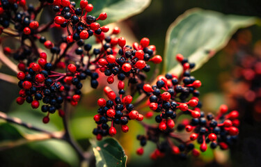 a close up of a small tree with small red and black flowers