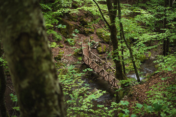 tree in the forest