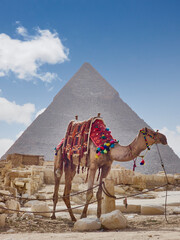 camel in egypt with the majestic pyramids of giza in the background