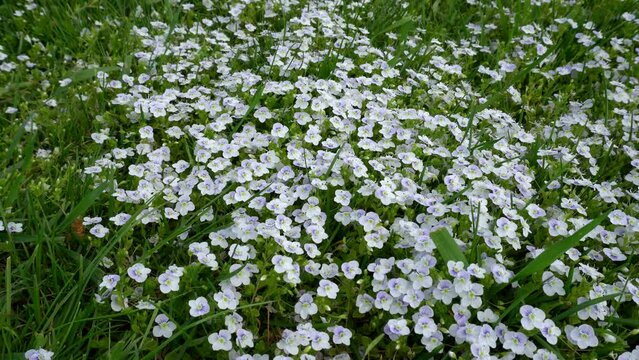 Creeping speedwell (Veronica filiformis) flowers.