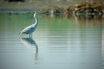 great blue heron in the water
