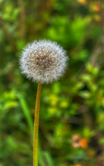 Die Samen der Löwenzahnpflanze sind zum Flug bereit