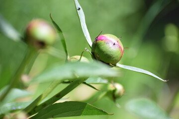 summer bud in the garden 