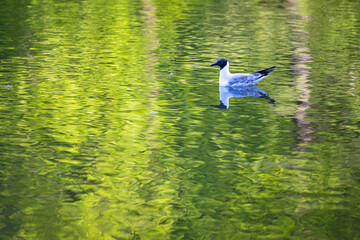 black-headed gull swims on water in summer
