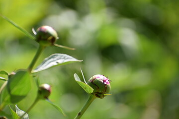 summer bug in the countryside garden 