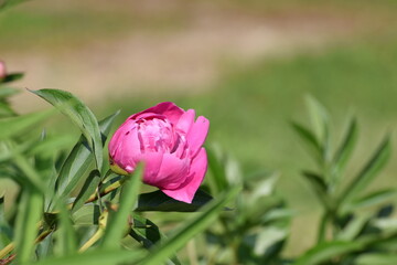 pink flower in the summer garden 