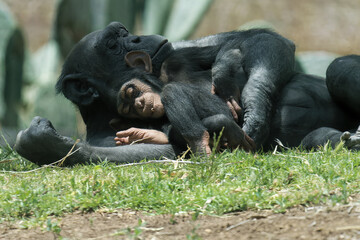 Chimpanzee Family 