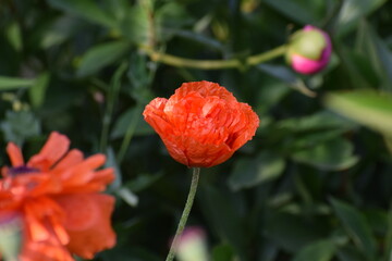 orange flower in the garden 