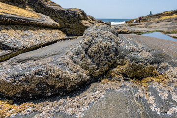 Barnacles on stone