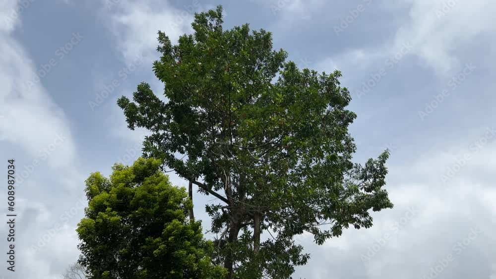 Poster trees swaying in breeze under blue sky with fluffy cloud passing by in summer.