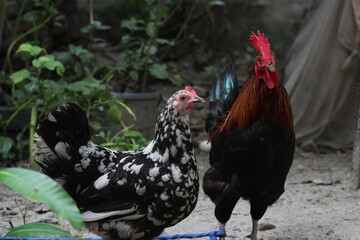 Portrait of a hen in a farmyard, Closeup portrait of a rooster and hen, rooster and hen couple at farmyard