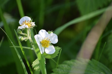 summer flower in the meadow