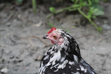 Closeup portrait of  a multicolor hen, hen closeup portrait view in a farmland