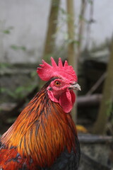 A red rooster closeup face portrait, Face view of a red rooster, chicken portrait face view