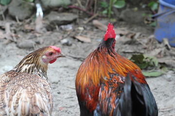 Portrait of a hen in a farmyard, Closeup portrait of a rooster and hen, rooster and hen couple at farmyard