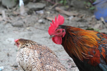 Portrait of a hen in a farmyard, Closeup portrait of a rooster and hen, rooster and hen couple at farmyard