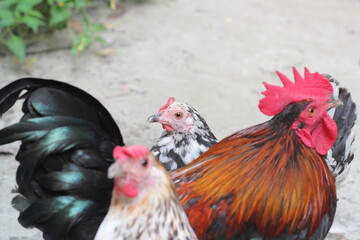 Portrait of a hen in a farmyard, Closeup portrait of a rooster and hen, rooster and hen couple at farmyard