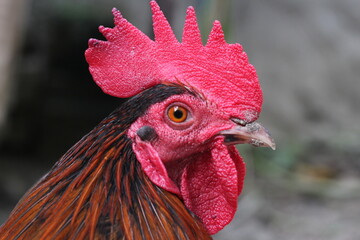 A red rooster closeup face portrait, Face view of a red rooster, chicken portrait face view © Alif_Mahamud