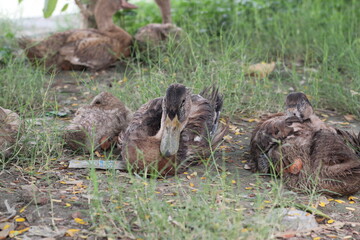 A group of ducks resting together in a farmyard, Livestock animal in a farm, Ducks looking for food