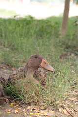 A group of ducks resting together in a farmyard, Livestock animal in a farm, Ducks looking for food