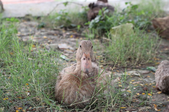 A group of ducks resting together in a farmyard, Livestock animal in a farm, Ducks looking for food