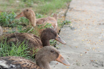A group of ducks resting together in a farmyard, Livestock animal in a farm, Ducks looking for food