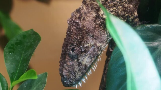 Western bearded anole, Anolis barbatus. Little chameleon lizard from Cuba Caribbean