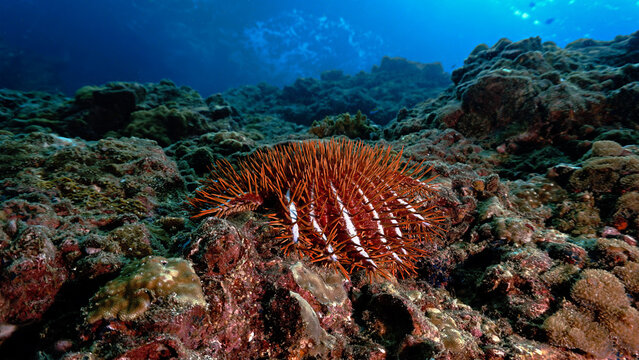 Underwater photo of a beautiful landscape from below with a Crown thorne starfish.