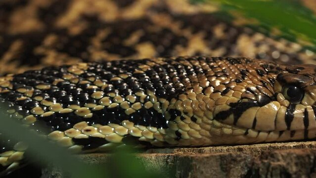Cape cobra, Naja nivea is a venomous snake