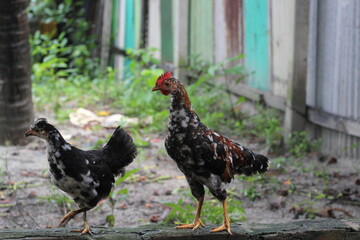 Hen portrait on a farmland, Young chicken walking in a rural environment, Henlooking for food