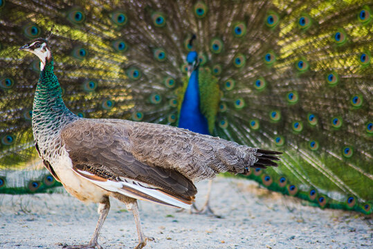 the peacock spread its tail and poses in front of the female.