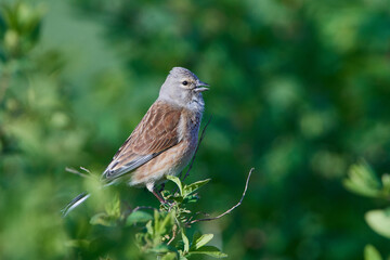 Bluthänfling (Linaria cannabina) Männchen	

