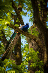 beautiful peacock bird sitting on a tree