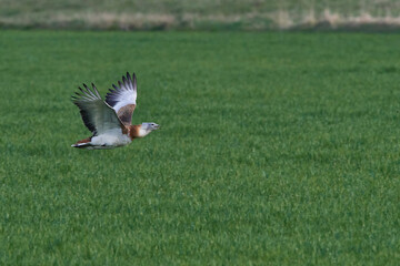 Großtrappe (Otis tarda) im Flug über eine Wiese	