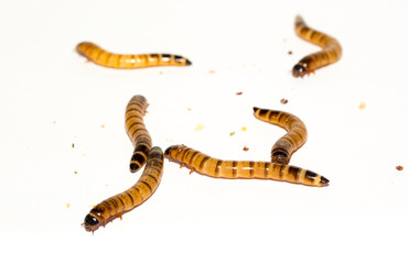 Worms larvae zophobas closeup isolated on white background. Food for exotic animals. The concept of fear and horror, Halloween holiday.