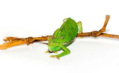 Chameleon on a white background. Multicolor beautiful chameleon reptile with bright vibrant skin. The concept of camouflage and bright skin. Exotic tropical animal.
