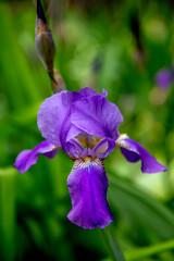 Purple iris growing in the garden, close-up.