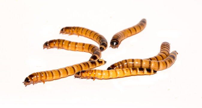 Worms larvae zophobas closeup isolated on white background. Food for exotic animals. The concept of fear and horror, Halloween holiday.