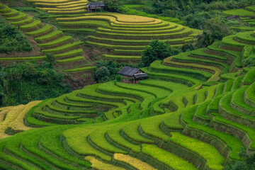 Rice fields on terraced of mu cang chai,  rice fields prepare the harvest at northwest vietnam ,yenbai vietnam.