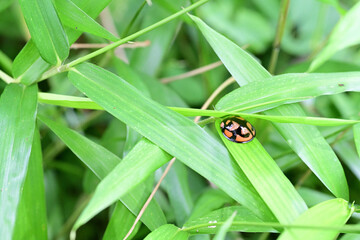 葉陰に身を隠すカメノコテントウ（埼玉県/5月）