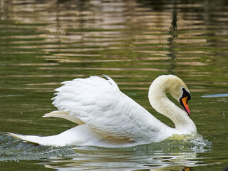 A Swan