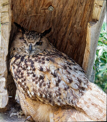 Eagle Owl
