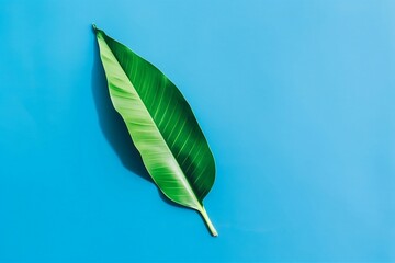 Top View of Tropical Leaf on Blue Background. 