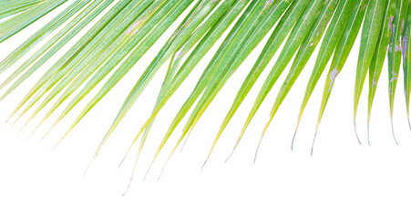 Coconut leaves close up, isolated. Transparent background.