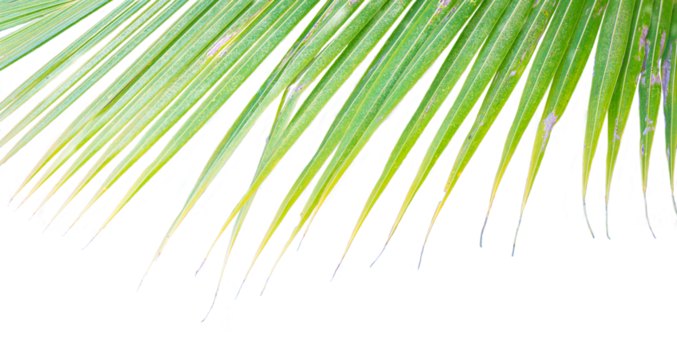 Coconut leaves close up, isolated. Transparent background.