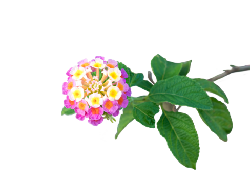 Colorful Lantana Camara flower, isolated. Transparent background.